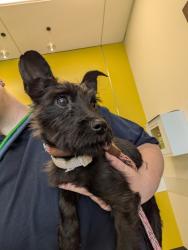 Shelter Stray Male Dog last seen Lyric Street and Jones Road, Fairburn, GA, 1251 Fulton Industrial Blvd NW, Atlanta, GA 30336, USA