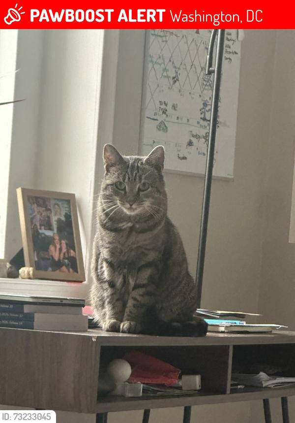 Lost Female Cat last seen The Coupe, Washington, DC 20010