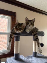 Lost Male Cat last seen West wood rd, off 210, Fairview Park, OH 44126
