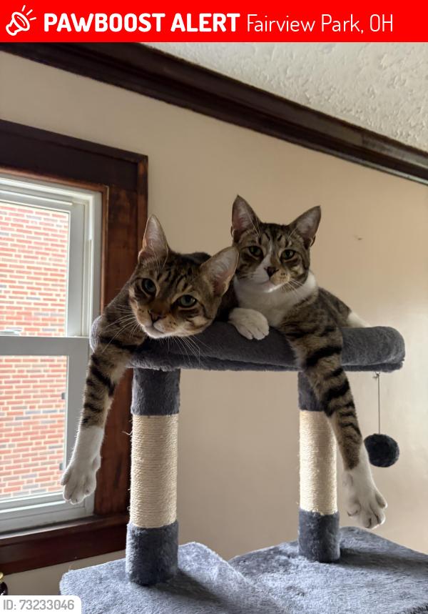 Lost Male Cat last seen West wood rd, off 210, Fairview Park, OH 44126