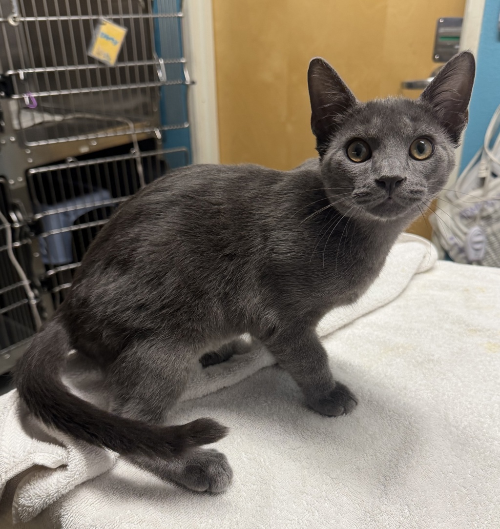 Shelter Stray Male Cat last seen Near Fairlane Avenue, San Marcos, CA, 92069, Escondido, CA 92027, USA