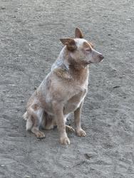 Lost Male Dog last seen Webb rd, Watsonville, CA 95076