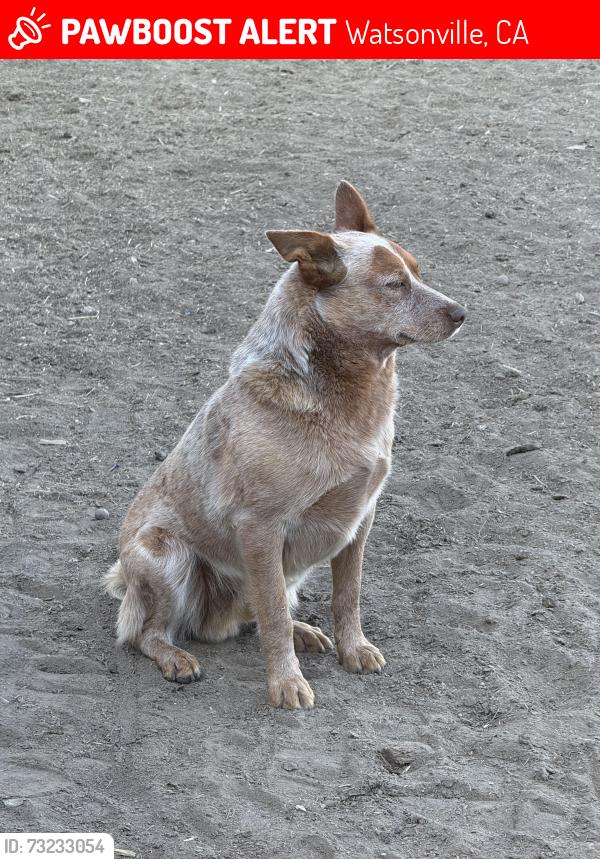 Lost Male Dog last seen Webb rd, Watsonville, CA 95076