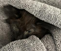 Shelter Stray Male Cat last seen W 93rd Ave / N Hooker St, Westminster, CO, 80031, 580 McIntyre St, Golden, CO 80401, USA