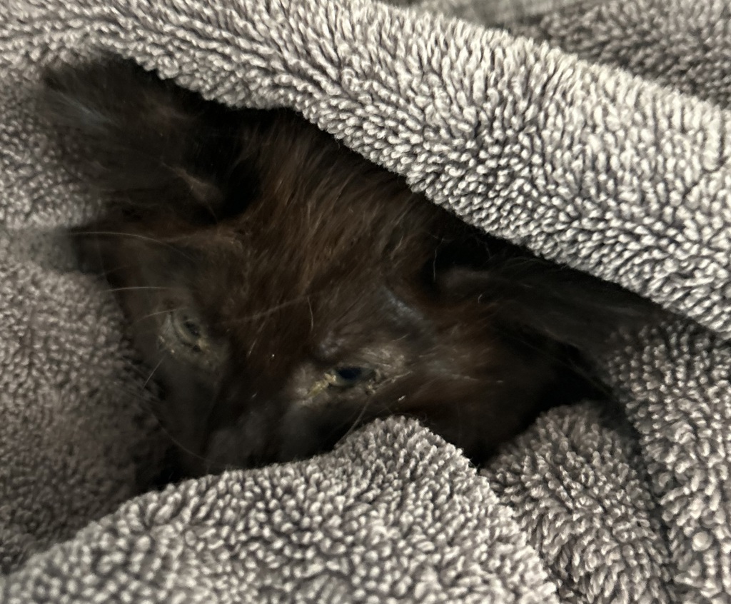 Shelter Stray Male Cat last seen W 93rd Ave / N Hooker St, Westminster, CO, 80031, 580 McIntyre St, Golden, CO 80401, USA
