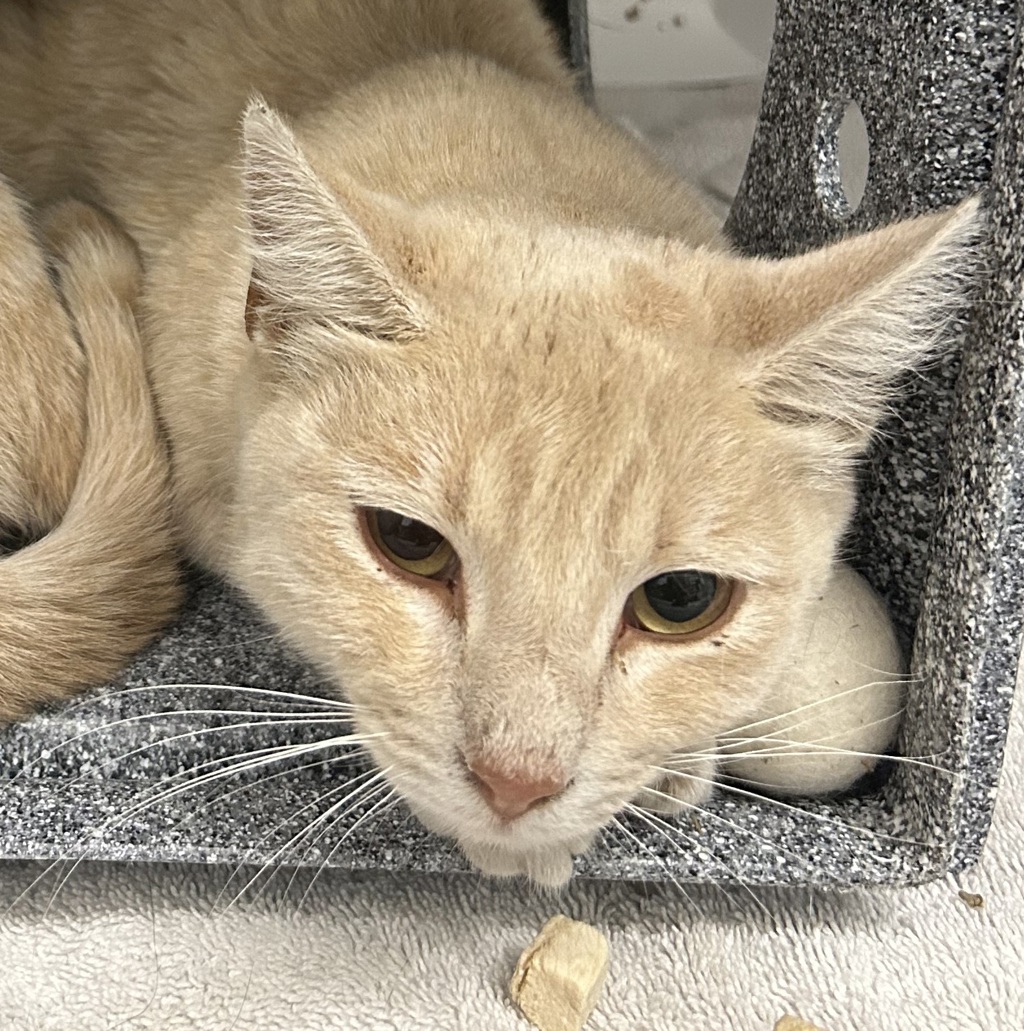 Shelter Stray Female Cat last seen Zuni St and W 85th Ave, Westminster, CO, 80031, 580 McIntyre St, Golden, CO 80401, USA