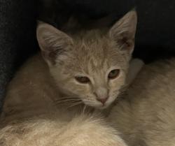 Shelter Stray Female Cat last seen Zuni St and W 85th Ave, Westminster, CO, 80031, 580 McIntyre St, Golden, CO 80401, USA