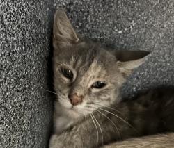 Shelter Stray Female Cat last seen Zuni St and W 85th Ave, Westminster, CO, 80031, 580 McIntyre St, Golden, CO 80401, USA