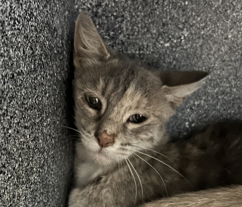 Shelter Stray Female Cat last seen Zuni St and W 85th Ave, Westminster, CO, 80031, 580 McIntyre St, Golden, CO 80401, USA