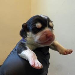 Shelter Stray Male Dog last seen , 361 S Raymond Ave, Pasadena, CA 91105, USA