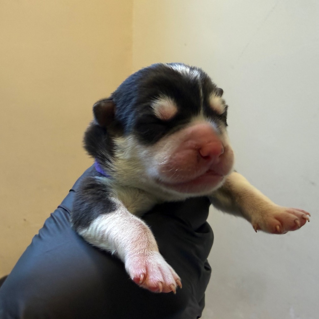 Shelter Stray Male Dog last seen , 361 S Raymond Ave, Pasadena, CA 91105, USA