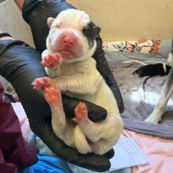 Shelter Stray Female Dog last seen , 361 S Raymond Ave, Pasadena, CA 91105, USA