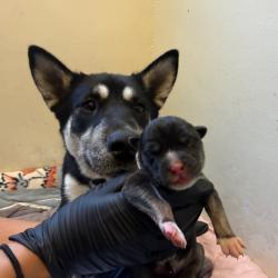 Shelter Stray Male Dog last seen , 361 S Raymond Ave, Pasadena, CA 91105, USA