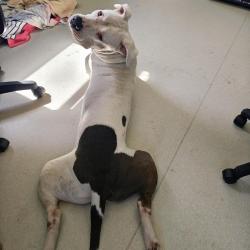 Shelter Stray Male Dog last seen , 361 S Raymond Ave, Pasadena, CA 91105, USA