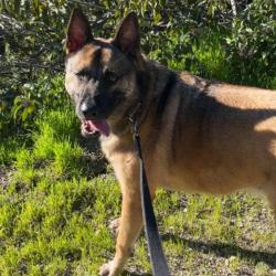 Shelter Stray Male Dog last seen , 361 S Raymond Ave, Pasadena, CA 91105, USA