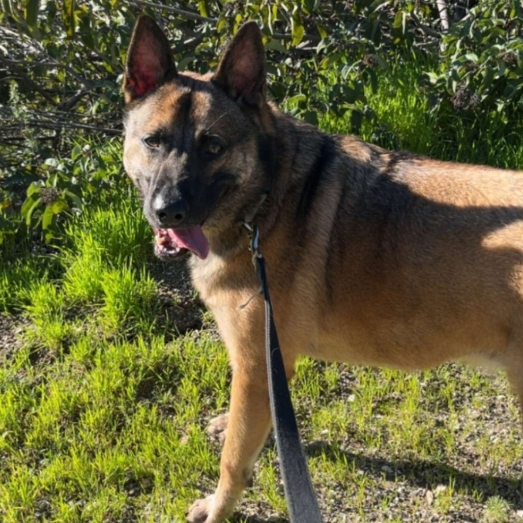 Shelter Stray Male Dog last seen , 361 S Raymond Ave, Pasadena, CA 91105, USA
