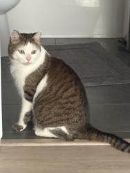Lost Male Cat last seen Near Brightondale Park SE, Calgary, AB T2Z 4N9