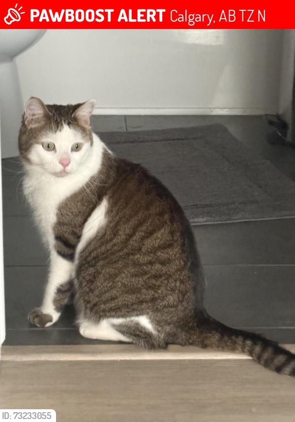 Lost Male Cat last seen Near Brightondale Park SE, Calgary, AB T2Z 4N9