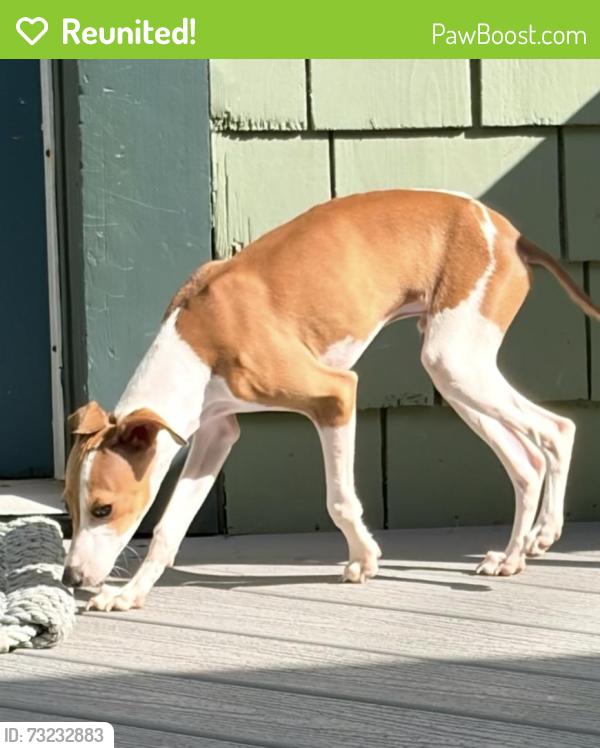 Reunited Male Dog last seen Venice Blvd, Los Angeles, CA 90291