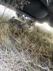 Lost Unknown Cat last seen 211th Way NE & NE 19th Pl, Sammamish, WA 98074