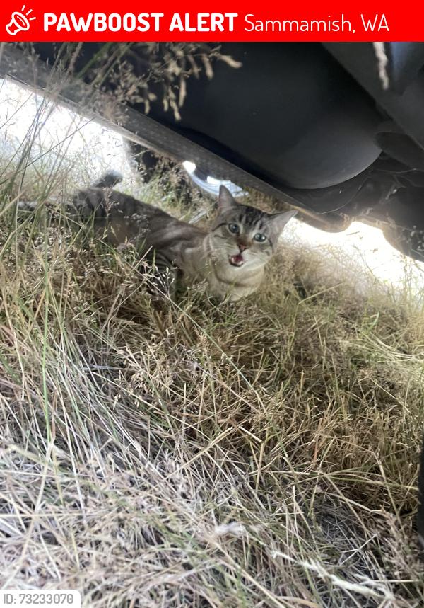 Lost Unknown Cat last seen 211th Way NE & NE 19th Pl, Sammamish, WA 98074