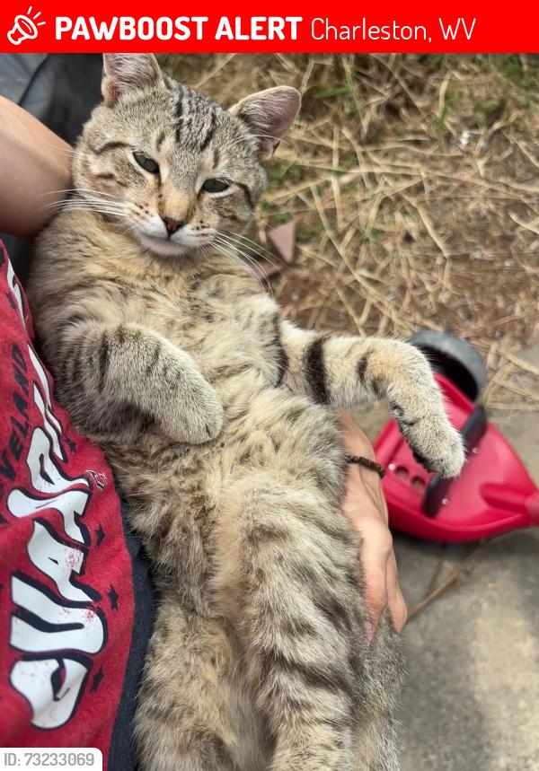 Lost Male Cat last seen Washington St. E and Ruffner Ave., Charleston, WV 25311