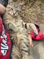 Lost Male Cat last seen Washington St. E and Ruffner Ave., Charleston, WV 25311