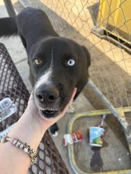 Found/Stray Male Dog last seen Tied to a pole at the bus stop, Fresno, CA 93705