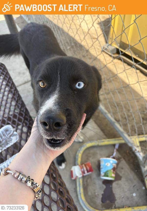 Found/Stray Male Dog last seen Tied to a pole at the bus stop, Fresno, CA 93705