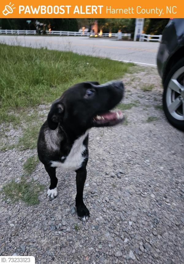 Found/Stray Female Dog last seen Executive Dr and Docs Road, Harnett County, NC 28390