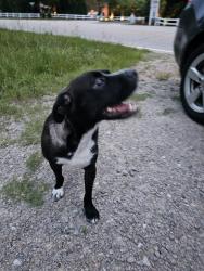 Found/Stray Female Dog last seen Executive Dr and Docs Road, Harnett County, NC 28390