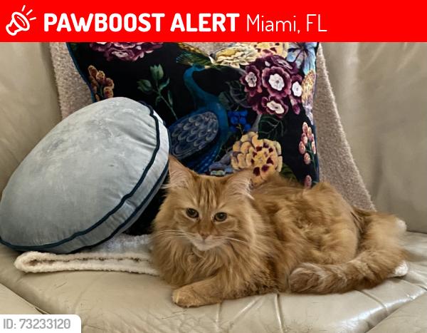 Lost Female Cat last seen Snapper Village 117th, Miami, FL 33173