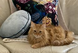 Lost Female Cat last seen Snapper Village 117th, Miami, FL 33173