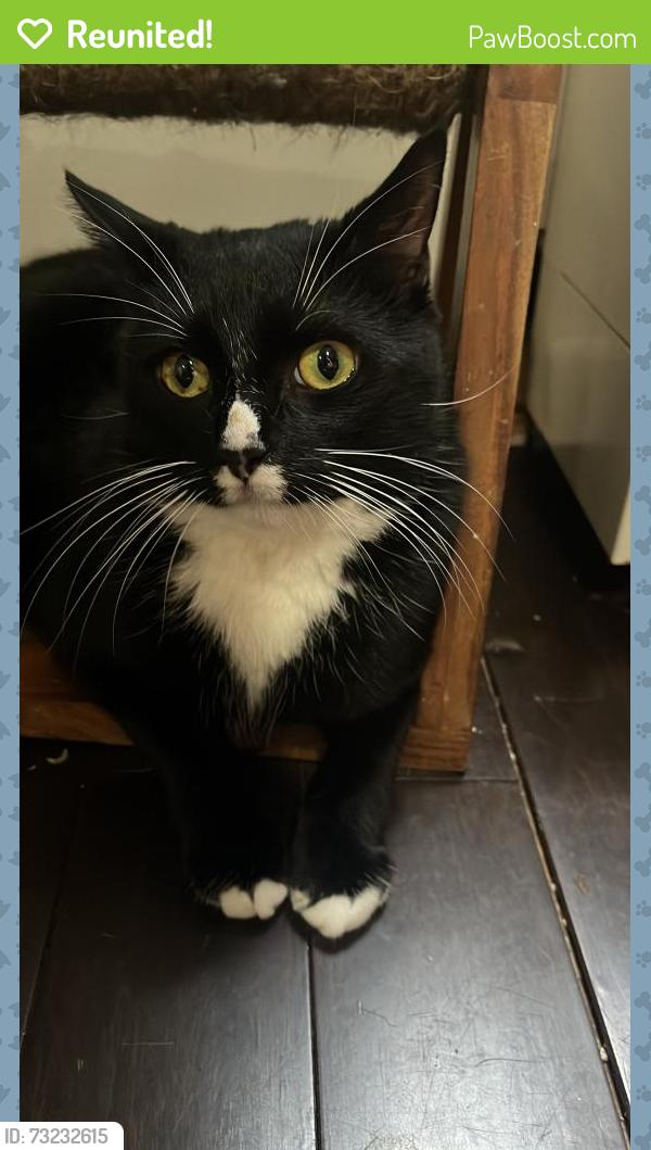 Reunited Male Cat last seen 88-10 Whitney Ave, Queens, NY 11373
