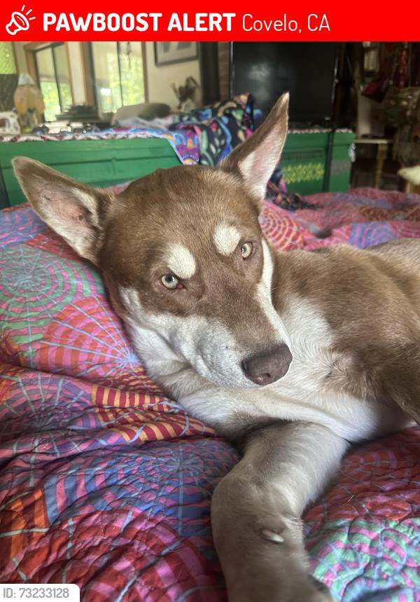 Lost Male Dog last seen Near /Frazier lane, Covelo, CA 95428