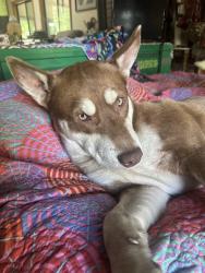 Lost Male Dog last seen Near /Frazier lane, Covelo, CA 95428