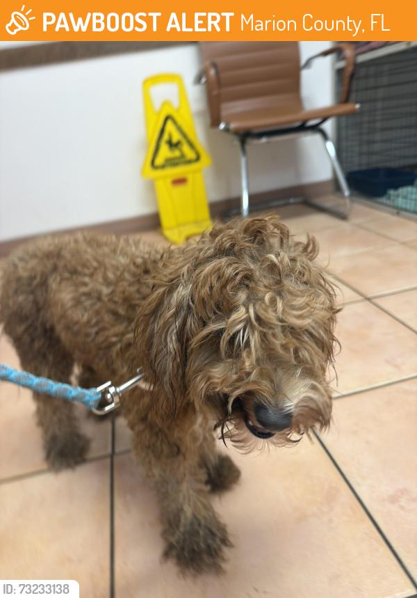 Found/Stray Female Dog last seen southeast 33rd Ct, Marion County, FL 34420