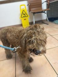 Found/Stray Female Dog last seen southeast 33rd Ct, Marion County, FL 34420