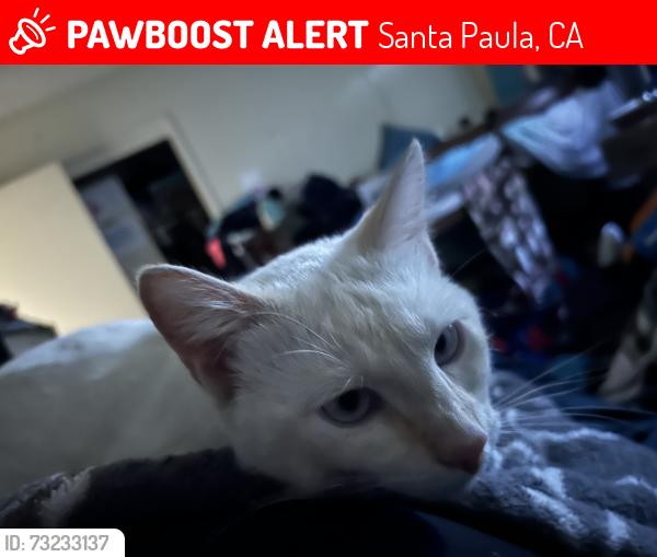 Lost Male Cat last seen 6th and dana drive Santa Paula, Santa Paula, CA 93060