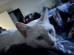 Lost Male Cat last seen 6th and dana drive Santa Paula, Santa Paula, CA 93060
