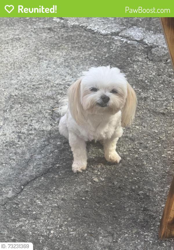Reunited Female Dog last seen Redondo st and Washington blvd, Los Angeles, CA 90016