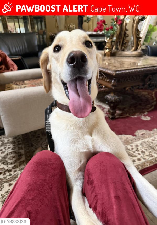 Lost Male Dog last seen Orlando mall millennium last seen 6:30 PM, Cape Town, WC 7560