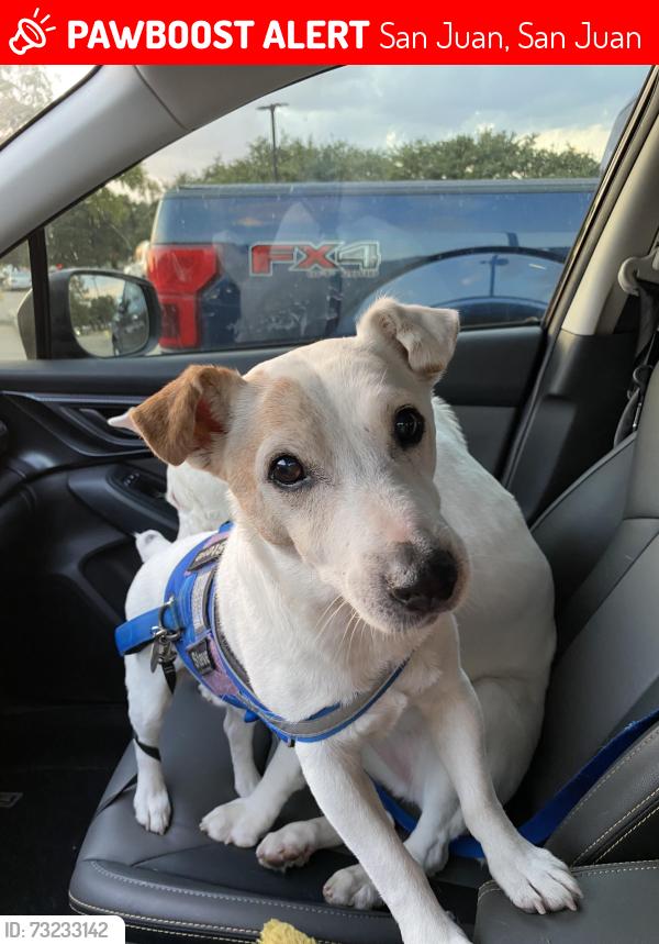 Lost Male Dog last seen Av. Eduardo Conde, San Juan, San Juan 00912