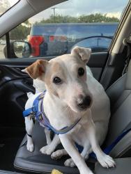 Lost Male Dog last seen Av. Eduardo Conde, San Juan, San Juan 00912