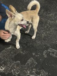 Reunited Male Dog last seen Walgreens on 71st and Biarritz, Miami Beach, FL 33141