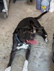 Found/Stray Male Dog last seen Between S Garnet road and N Cypress ave, Broken Arrow, OK 74012