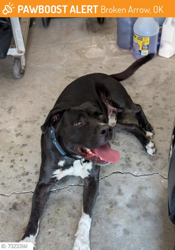 Found/Stray Male Dog last seen Between S Garnet road and N Cypress ave, Broken Arrow, OK 74012