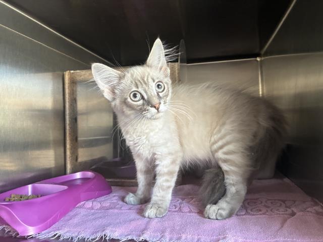 Shelter Stray Unknown Cat last seen BRADLEY/ AVALON, 227 N D St, Perris, CA 92570, USA