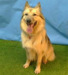 Shelter Stray Male Dog last seen , 216 W Victoria St, Gardena, CA 90248, USA