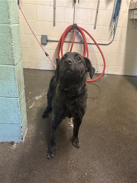 Shelter Stray Female Dog last seen RIVER PLAZA DR & UNNAMED RD, 2127 Front St, Sacramento, CA 95818, USA